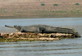 Chambal Safari